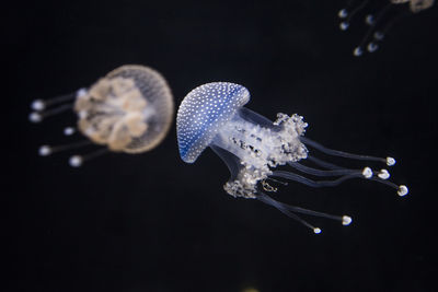 Close-up of jellyfish swimming in sea