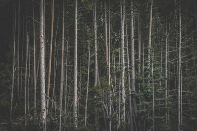 Bare trees in forest