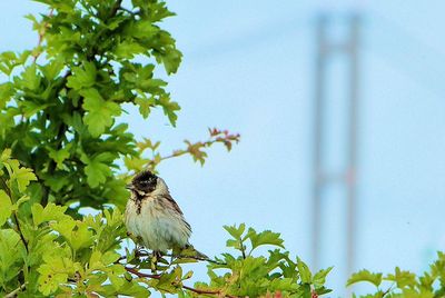 Low angle view of bird perching on tree