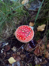 High angle view of fly agaric mushroom on field