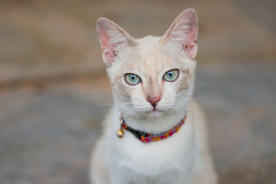 Close-up portrait of cat