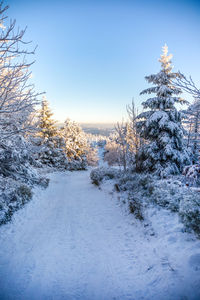 Snow covered trees against sky