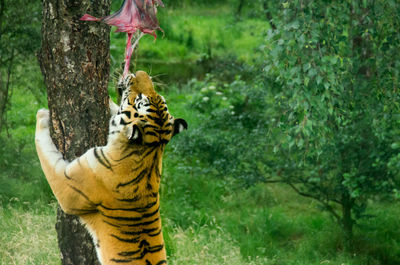 Close-up of tiger feeding in zoo