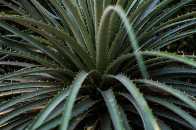 Close-up view of palm leaves