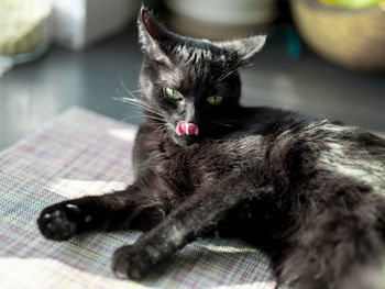 Close-up of a cat