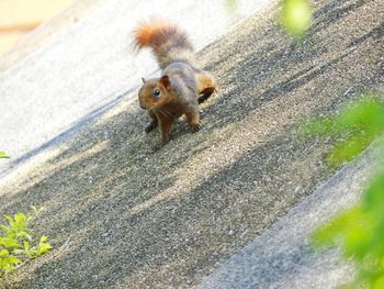 High angle view of squirrel