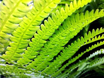 Close-up of fern