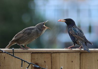 Bird perching on wooden railing