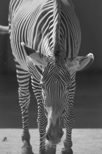 View of zebra