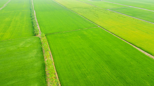 Full frame shot of agricultural field