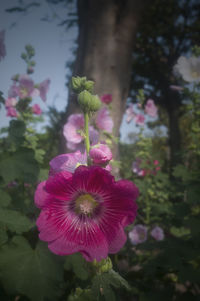 Close-up of pink flowers