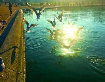 View of birds in lake