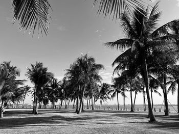 Palm trees against sky