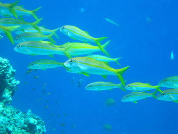 School of fish swimming in sea