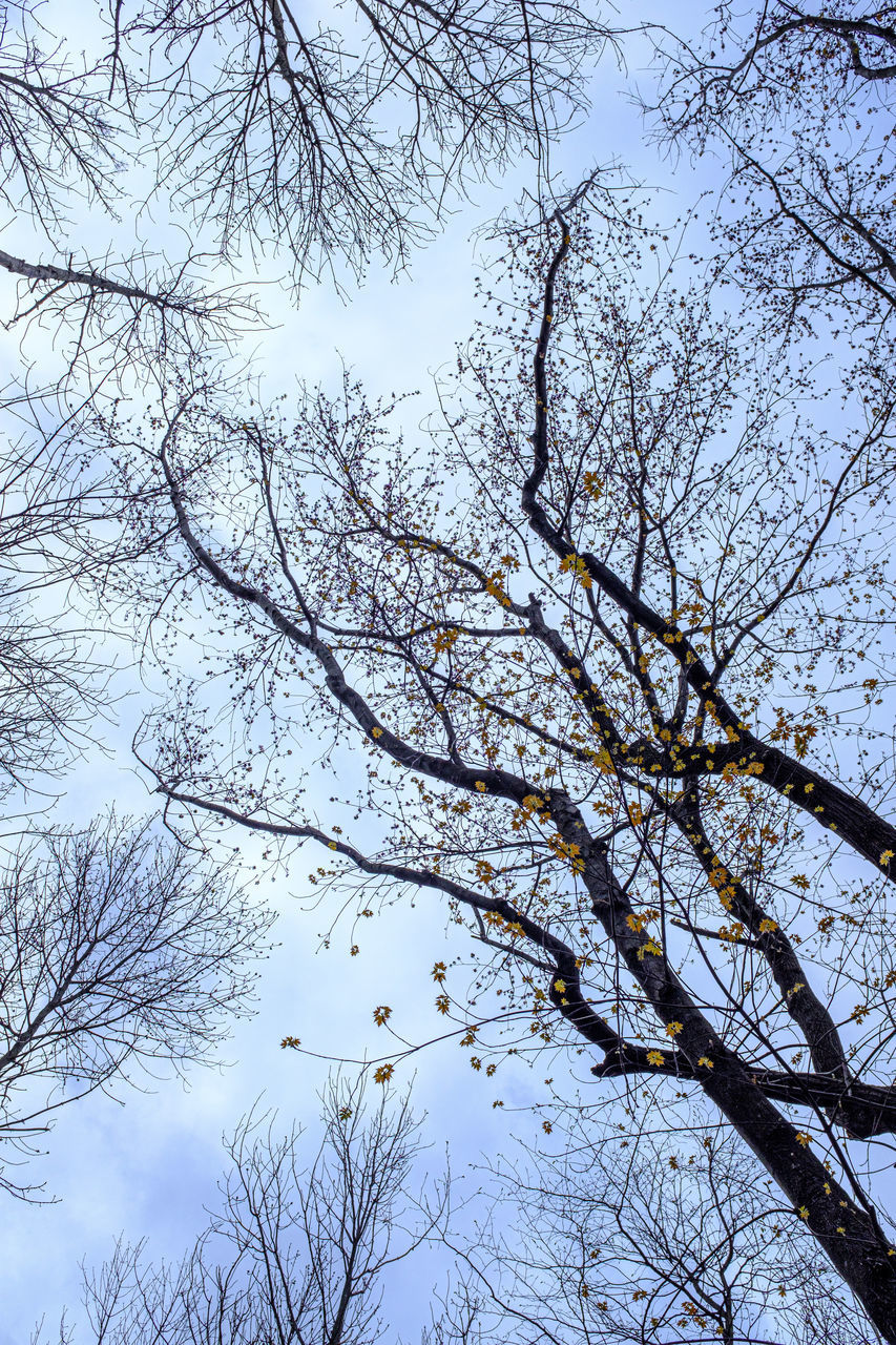 LOW ANGLE VIEW OF BARE TREES AGAINST SKY