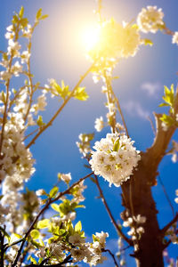 Low angle view of cherry blossom against sky