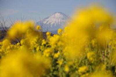 Close-up of yellow flowers growing in field against sky