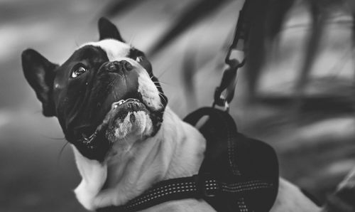 Close-up of dog looking away