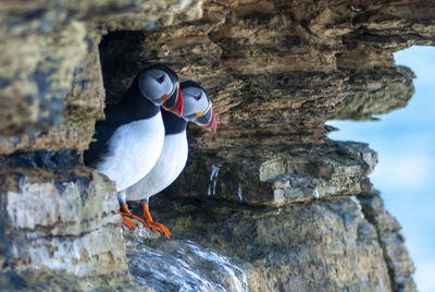 Close-up of puffins on rock