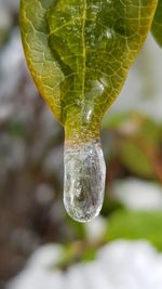 Close-up of water drop on leaf