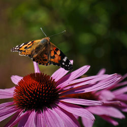 Butterfly flying over coneflower