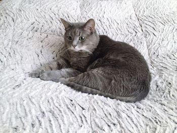 High angle view of cat lying on bed