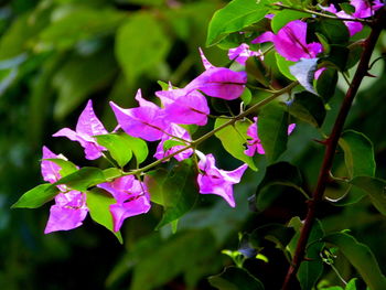 Close-up of purple flowers