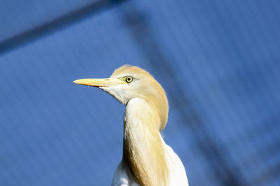 Alert bird looking away against blue background