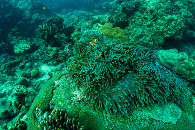 View of fish underwater