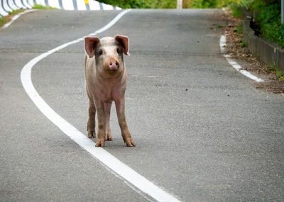 Portrait of dog standing on road