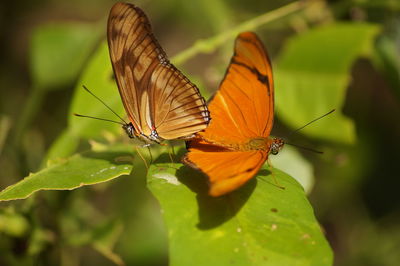 Butterfly perching on leaf