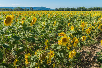 Scenic view of sunflower field