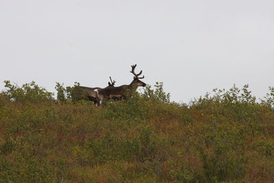 Deer in a field