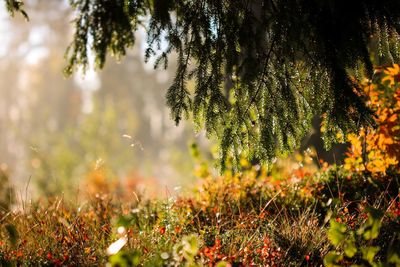 Close-up of flowering plants on land