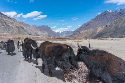 Horses in a mountain