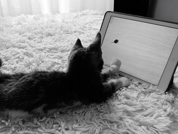 High angle view of cat touching digital tablet screen on rug