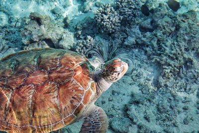 Turtle on bora bora