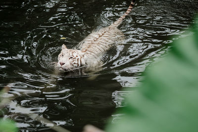 High angle view of turtle swimming in lake