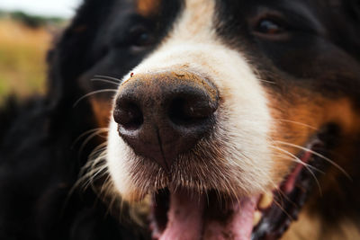 Close-up portrait of a dog