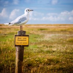Close-up of a bird on field