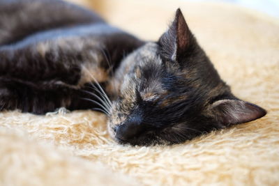 Close-up of kitten sleeping on bed