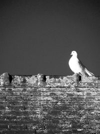 Seagull perching on wall