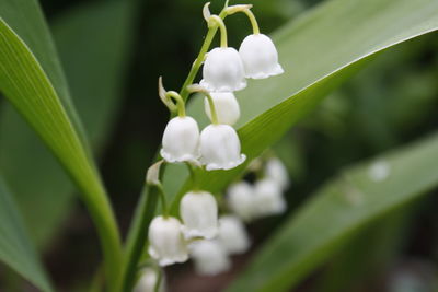 Close-up of white flowering plant