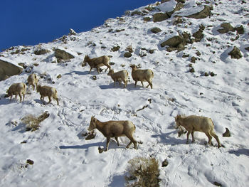 View of animals on snow covered field
