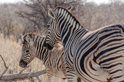 View of zebras zebra