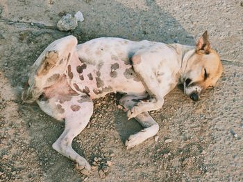 High angle view of dog sleeping