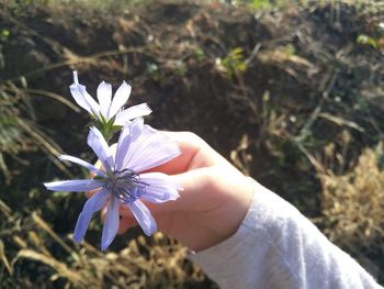 Close-up of hand holding purple flowering plant