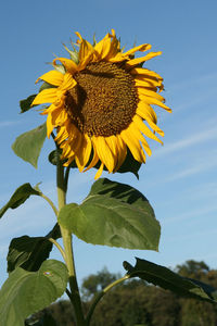 Close-up of sunflower against sky