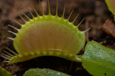 Close-up of green plant