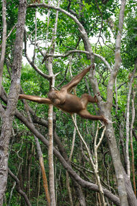 Low angle view of orangutan climbing on trees in forest